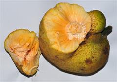 میوه میمون